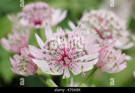 Astrantia major 'Buckland', ein Selbst - Aussaat mehrjährige, Blüte in einem Englischen Garten Grenze im Spätsommer, Großbritannien Stockfoto