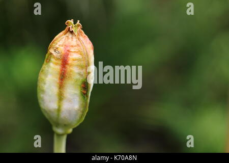 Seedhead von Sprenger sprengeri Tulpe (Tulipa), reifen in einem Englischen Garten im Sommer Stockfoto