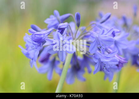 Afrikanische Bluebell (Agapanthus Campanulatus) auch afrikanische Lilie genannt, Blüte in einem Englischen Garten Grenze im Sommer Stockfoto