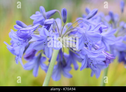 Afrikanische Bluebell (Agapanthus Campanulatus) auch afrikanische Lilie genannt, Blüte in einem Englischen Garten Grenze im Sommer Stockfoto