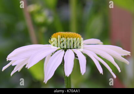 Echinacea purpurea 'White Swan, coneflower 'White Swan' blühen in einem Englischen Garten Grenze im Sommer Stockfoto