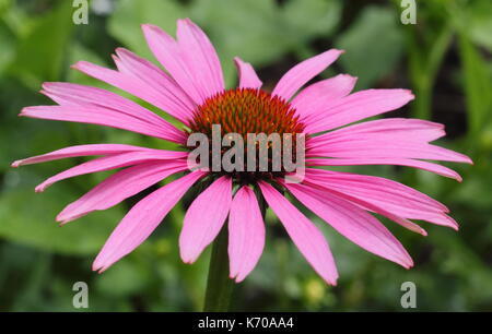 Echinacea purpurea 'Magnus', eine Sonne liebende mehrjährig in voller Blüte in einem Englischen Garten Grenze im Sommer (Juli), UK Stockfoto