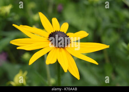 Rudbeckia fulgida var. sullivantii 'Goldsturm', auch genannt Geschwärzt-Eyed Susan, blühen in einem Englischen Garten im Sommer, UK (Vergabe von Garten Verdienst) Stockfoto