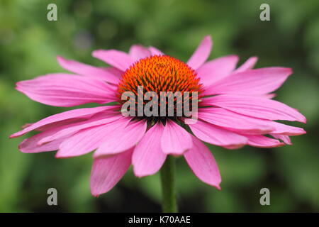 Echinacea purpurea 'Magnus', eine Sonne liebende mehrjährig in voller Blüte in einem Englischen Garten Grenze im Sommer (Juli), UK Stockfoto