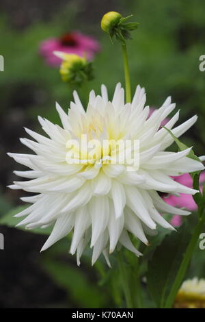 Dahia" Ruskin Braut, eine weiße semi-Cactus Dahlia, Blüte in einem Englischen Garten im Sommer, Großbritannien Stockfoto