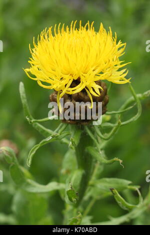 Riesige flockenblume (Centaurea Macrocephala), einen großen Sommer blühende Staude, blühen in einem Englischen Garten Stockfoto