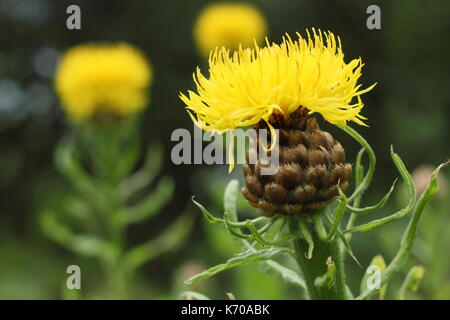 Riesige flockenblume (Centaurea Macrocephala), einen großen Sommer blühende Staude, blühen in einem Englischen Garten Stockfoto