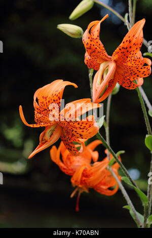 Lilium lancifolium 'Flore Pleno', auch Tiger Lily oder Doppelklicken blühenden Teufel Lilie genannt, Blüte in einem Englischen Garten im Sommer Stockfoto