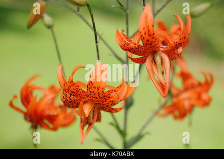 Lilium lancifolium 'Flore Pleno', auch Tiger Lily oder Doppelklicken blühenden Teufel Lilie genannt, Blüte in einem Englischen Garten im Sommer Stockfoto