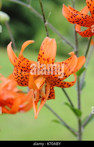 Lilium lancifolium 'Flore Pleno', auch Tiger Lily oder Doppelklicken blühenden Teufel Lilie genannt, Blüte in einem Englischen Garten im Sommer Stockfoto