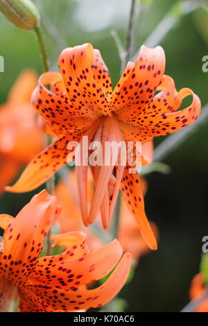 Lilium lancifolium 'Flore Pleno', auch Tiger Lily oder Doppelklicken blühenden Teufel Lilie genannt, Blüte in einem Englischen Garten im Sommer Stockfoto