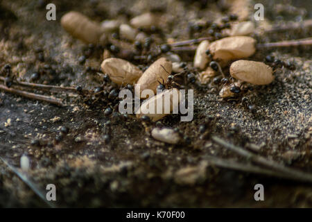 Ameisen, die Larve Eier. Stockfoto