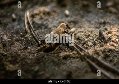 Ameisen, die Larve Eier. Stockfoto