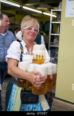 Eine deutsche weibliche Bedienung in der traditionellen bayerischen Kleid halten eine Menge Becher Bier in einem Pavillon auf dem Oktoberfest, dem größten Festival für Bier Stockfoto