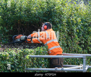 Ein Baumpfleger am Arbeitsplatz Stockfoto