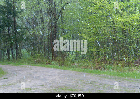 Schneefall blur im Wald, der Regen und Schnee Wetter dem Sturm, Weihnachtsbaum und verschiedenen Bäumen Stockfoto