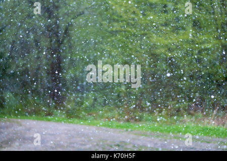 Schneefall blur im Wald, der Regen und Schnee Wetter dem Sturm, Weihnachtsbaum und verschiedenen Bäumen Stockfoto