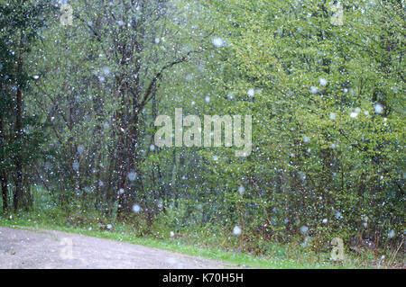 Schneefall blur im Wald, der Regen und Schnee Wetter dem Sturm, Weihnachtsbaum und verschiedenen Bäumen Stockfoto