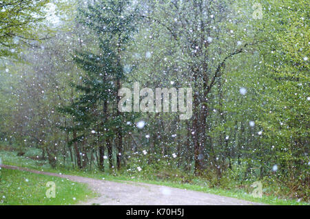 Schneefall blur im Wald, der Regen und Schnee Wetter dem Sturm, Weihnachtsbaum und verschiedenen Bäumen Stockfoto