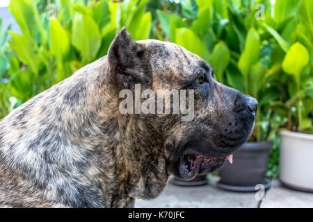 Perro de Presa Canario oder Kanarische Dogge Stockfoto