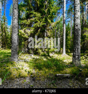 Wilde Wald-panorama Stockfoto