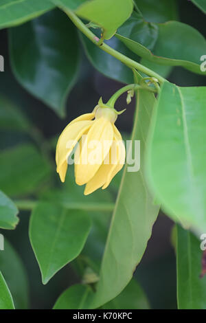 Ylang Ylang Blume Gelb Farbe Blüte im Garten. Stockfoto