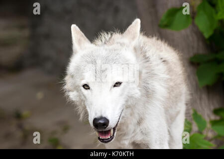 Weibliche polar wolf gerettet aus der Falle, für immer lahm Links, gläubigen Menschen blieb Stockfoto