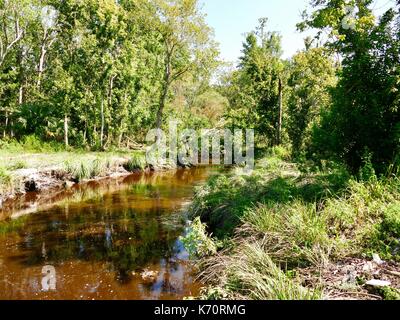 Creek geschwollen mit Wasser. Gainesville, Alachua County, Florida, USA, Stockfoto