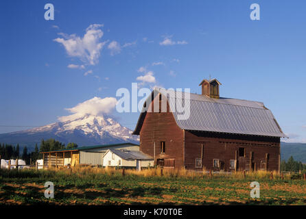 Mt Hood mit Scheune von Hood River Valley, Hood River County, Oregon Stockfoto