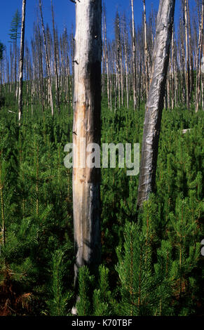Regenerierende Wald im Turm Brandabschnitt, North Fork John Tag Wüste, Umatilla National Forest, Oregon Stockfoto