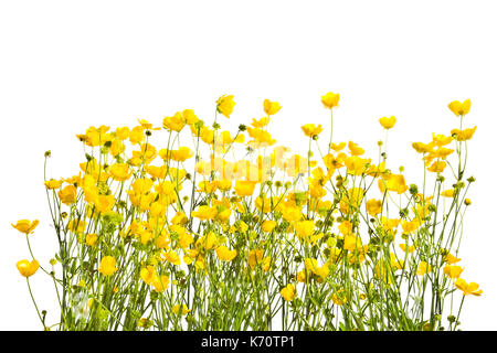 Blüte Gelb ranunkeln auf einem weißen Hintergrund. Stockfoto