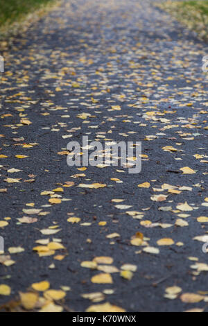 Low Angle View von vielen Gefallenen birke Blätter auf einem Gehsteig im Herbst. Stockfoto