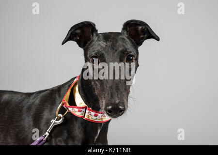 Porträt eines Greyhounds in Großbritannien. Stockfoto