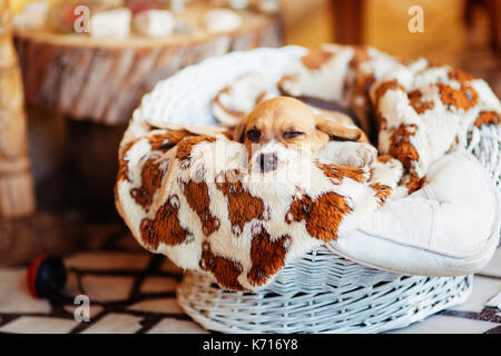 Wunderschöne Beagle Welpen Stockfoto