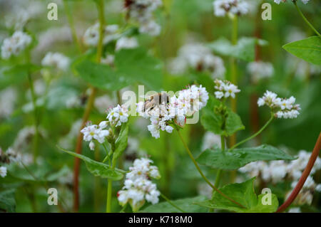 Buchweizen Honig Biene auf Blume Stockfoto