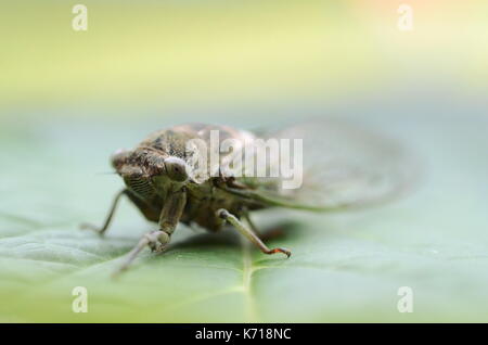 Detail makro Bild eines Hundes - Tag Zikade (Neotibicen canicularis) auf einem grünen Blatt Stockfoto