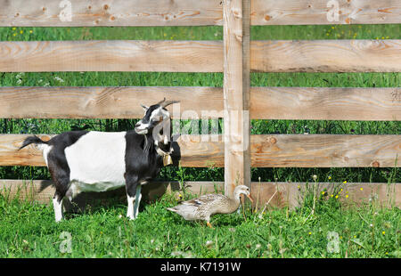 Ziege und Ente im barnyard Stockfoto