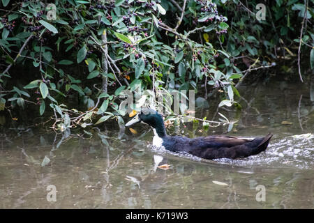 Ungewöhnliche schwarze und weiße Stockente manchmal als Hybrid oder manky Stockente Schwimmen im Fluss Lea, Ware, Hertfordshire bekannt Stockfoto