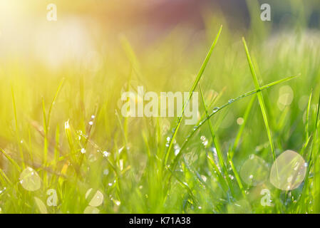 Grass Textur. Frisches Grün frühling gras mit Tautropfen Hintergrund, Nahaufnahme. Sun Soft Focus. Abstrakte Natur Frühling, Frühling. Umwelt Stockfoto