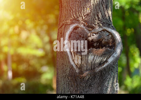 Natürliche Herz Form im Alten rauhen Holz knacken Baum Textur gegen grüne Vegetation Stockfoto
