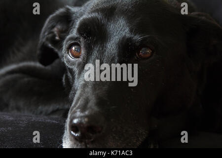 Labrador cross Rasse hautnah. Stockfoto