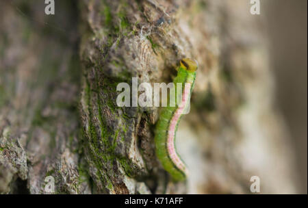 Der Wurm, Caterpillar, ein Wurm auf einem Baum. Stockfoto