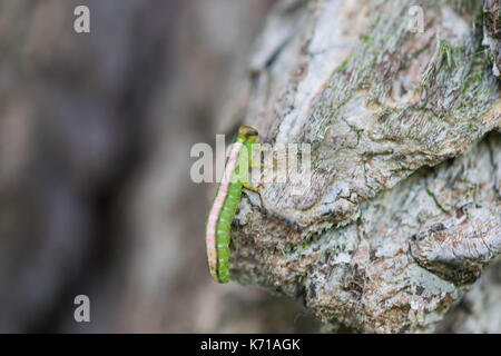 Der Wurm, Caterpillar, ein Wurm auf einem Baum. Stockfoto