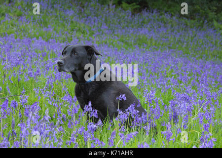 Schwarzer Labrador in einem Pflaster mit Bläuzchen Stockfoto