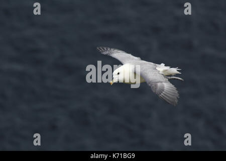 Eissturmvogel über St Kilda Dorf auf der Insel hirta Schottland fliegen Stockfoto