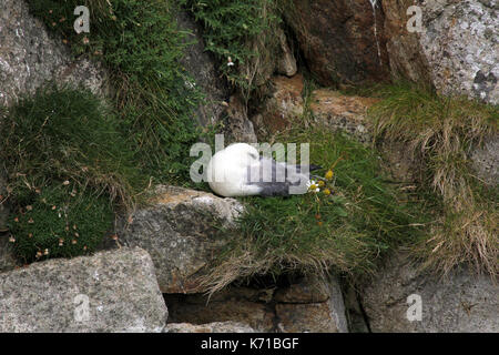 Nesting Eissturmvogel und chick St Kilda Dorf auf der Insel hirta Schottland Stockfoto