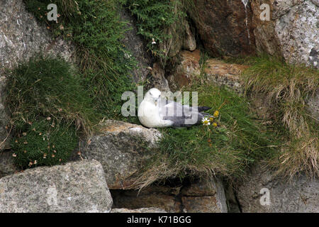 Nesting Eissturmvogel und chick St Kilda Dorf auf der Insel hirta Schottland Stockfoto