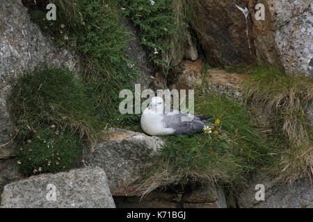 Nesting Eissturmvogel und chick St Kilda Dorf auf der Insel hirta Schottland Stockfoto