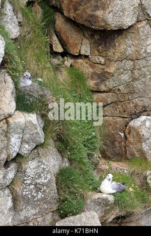 Nesting Eissturmvogel und chick St Kilda Dorf auf der Insel hirta Schottland Stockfoto