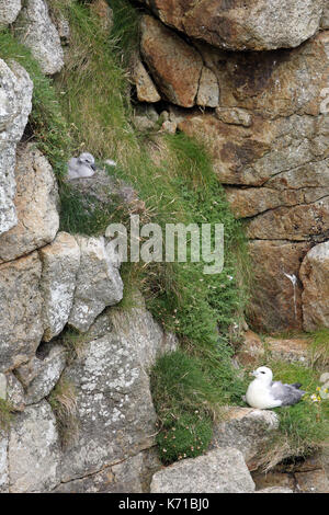 Nesting Eissturmvogel und chick St Kilda Dorf auf der Insel hirta Schottland Stockfoto